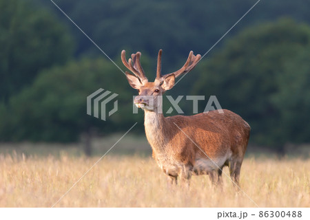 Red deer stag with velvet antlers in summer 86300488