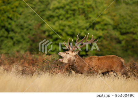 Red deer stag calling during rutting season in autumn Red deer stag calling during rutting season in autumn 86300490