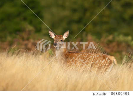 Red deer calf standing in a meadow in summer 86300491