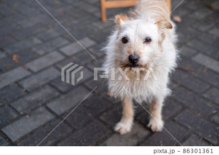 Stray dog standing on pavement Stray dog standing on pavement 86301361