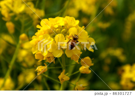 菜の花とミツバチ 86301727