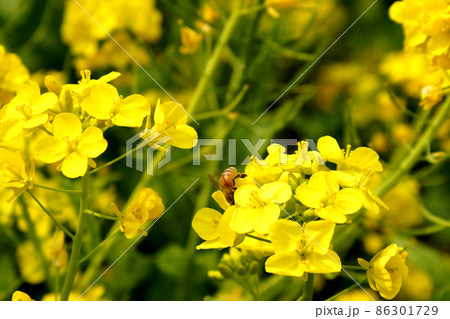 菜の花とミツバチ 菜の花とミツバチ 86301729