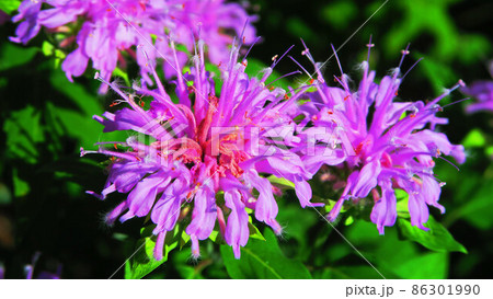 タイマツバナ 86301990