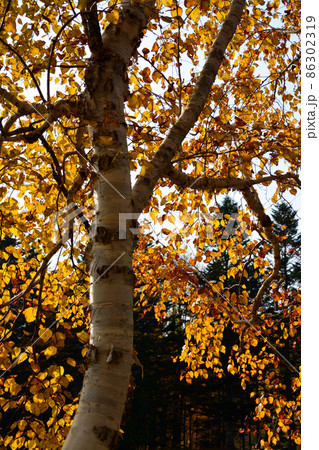 水源の森百選~北海道立道民の森 水源の森百選~北海道立道民の森 86302319