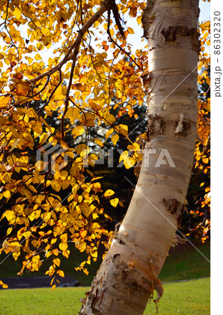水源の森百選~北海道立道民の森 水源の森百選~北海道立道民の森 86302320
