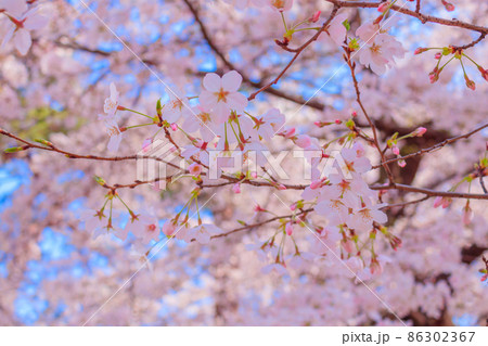 大宮公園の桜と蕾 86302367