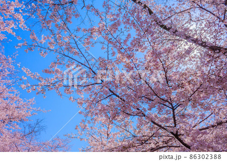 青空と満開の桜 86302388
