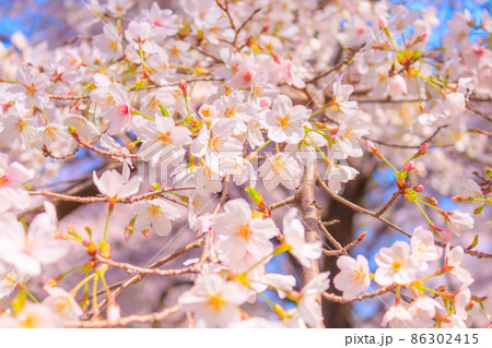 大宮公園の満開の桜 86302415