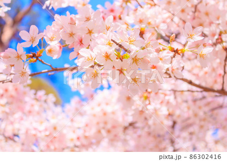 大宮公園の満開の桜 86302416
