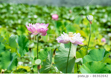 ハスの花が咲く頃 86302642