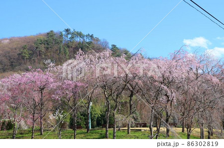 春の陽ざしに映える桜の花　風景 86302819