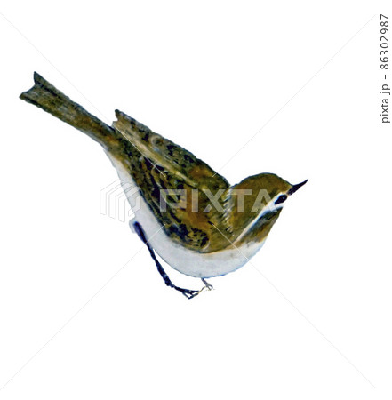 うぐいすの手書きイラストのイラスト素材 うぐいすの手書きイラストのイラスト素材