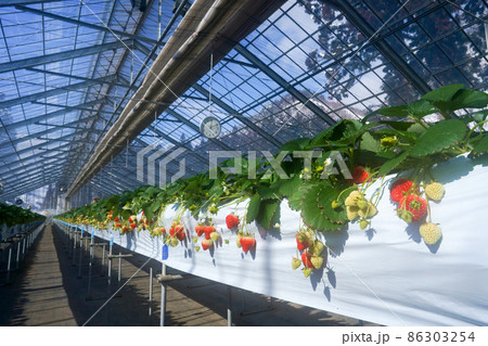 雪山を望む温室ハウス栽培された雪国の大粒苺、越後姫 雪山を望む温室ハウス栽培された雪国の大粒苺、越後姫 86303254