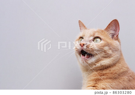 Red cat with an open mouth . Gray background. Red cat with an open mouth . Gray background. 86303280