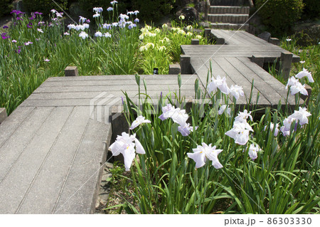 花菖蒲園の八つ橋 86303330