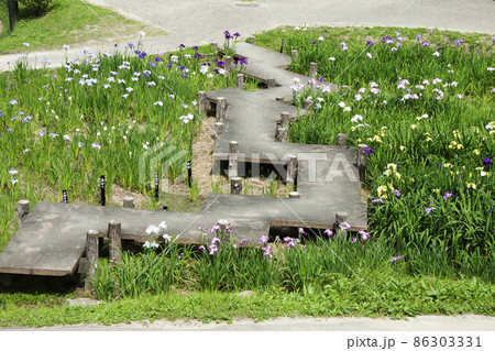 花菖蒲園の八つ橋 花菖蒲園の八つ橋 86303331