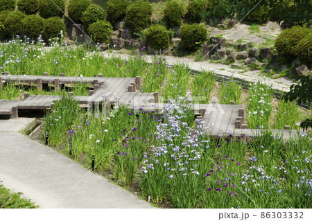 花菖蒲園の八つ橋 花菖蒲園の八つ橋 86303332