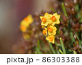春の花スイセン 86303388