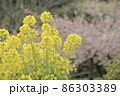 曾我梅まつり満開の菜の花 86303389