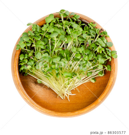 Black mustard microgreen, in a wooden bowl. Young leaves, shoots and cotyledons of Brassica nigra, an edible herb, used as wholesome salad garnish, also cultivated for its black seeds, used as spice. Black mustard microgreen, in a wooden bowl. Young leaves, shoots and cotyledons of Brassica nigra, an edible herb, used as wholesome salad garnish, also cultivated for its black seeds, used as spice. 86303577