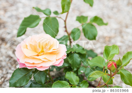 バラ　ウーメロ 86303966