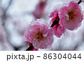 相模原北公園の梅の花びらと雪景色 86304044