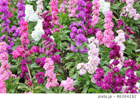 「アラセイトウ(紫羅欄花)」 ◦◦◦◦◦ Garden stock ◦◦◦◦◦ 「アラセイトウ(紫羅欄花)」 ◦◦◦◦◦ Garden stock ◦◦◦◦◦ 86304282
