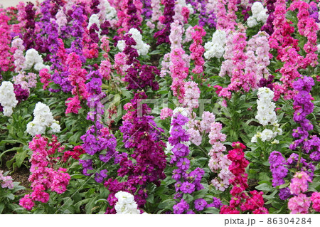 「アラセイトウ(紫羅欄花)」 ◦◦◦◦◦ Garden stock ◦◦◦◦◦ 「アラセイトウ(紫羅欄花)」 ◦◦◦◦◦ Garden stock ◦◦◦◦◦ 86304284