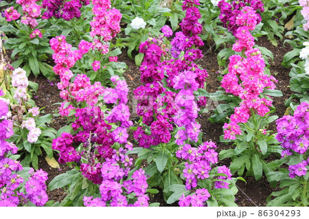 「アラセイトウ（紫羅欄花）」　　　　◦◦◦◦◦ Garden stock ◦◦◦◦◦ 86304293