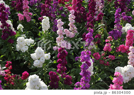 「アラセイトウ（紫羅欄花）」　　　　◦◦◦◦◦ Garden stock ◦◦◦◦◦ 86304300