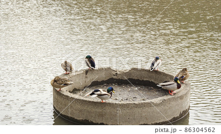 神奈川県横浜市中区本牧の三渓園の冬 86304562