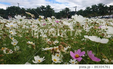 花 フラワー お花 86304761