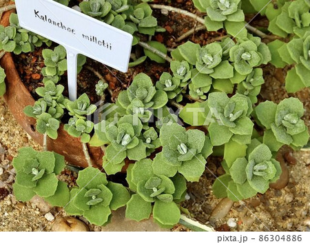 Close Up of Kalanchoe Millottii Succulent Plants Close Up of Kalanchoe Millottii Succulent Plants 86304886