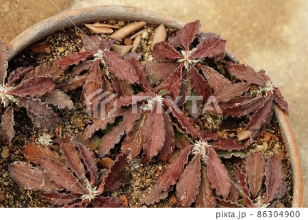 Euphorbia Decaryi in A Brown Terracotta Pot 86304900
