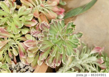 Euphorbia Ritchiei in A Small Tropical Garden 86304901