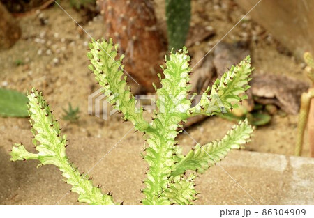 Beautiful Euphorbia Trigona Cactus in A Garden 86304909