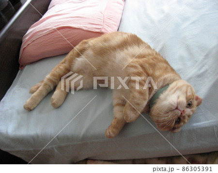 寝転ぶ猫 86305391