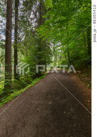 forest road through synevyr natural park. countryside summer landscape on a sunny day. green nature environment. popular travel destination 86305410
