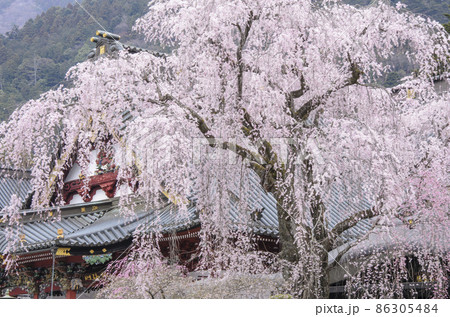身延山久遠寺 満開の枝垂れ桜 山梨県南巨摩郡 身延山久遠寺 満開の枝垂れ桜 山梨県南巨摩郡 86305484