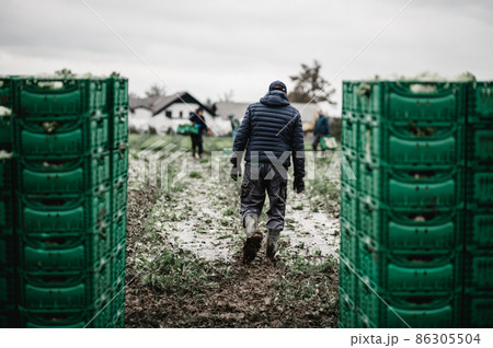Letuce heads in wooden baskets after manual harvest on organic letuce farm. Agriculture and ecological farming concept. 86305504