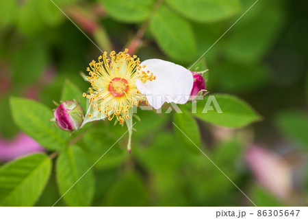 バラ　カザンリク 86305647