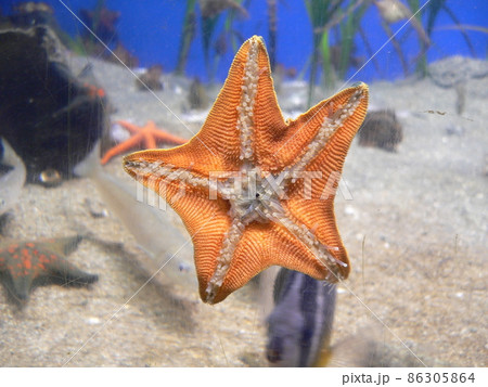 イルカ島水族館の水槽に張り付くヒトデ イルカ島水族館の水槽に張り付くヒトデ 86305864