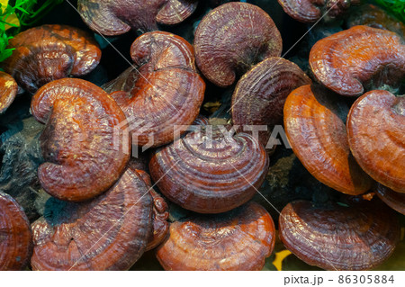 Lingzhi mushroom or Reishi mushroom 86305884