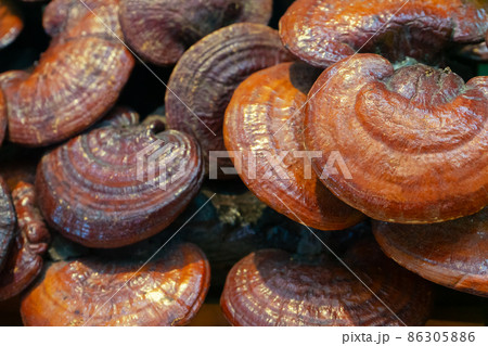 Lingzhi mushroom or Reishi mushroom Lingzhi mushroom or Reishi mushroom 86305886