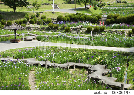 岡崎市東公園花菖蒲祭りの風景 岡崎市東公園花菖蒲祭りの風景 86306198