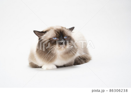 上目遣いの猫（バーマン） 86306238