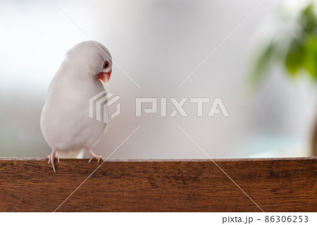 白い可愛い小鳥(白文鳥) 白い可愛い小鳥(白文鳥) 86306253