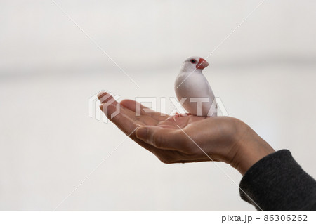 手の平の上の白い可愛い小鳥（白文鳥） 86306262