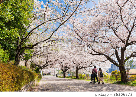 東京都立大学 南大沢キャンパス前の桜並木 東京都立大学 南大沢キャンパス前の桜並木 86306272