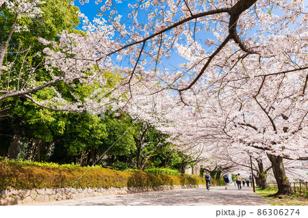 東京都立大学 南大沢キャンパス前の桜並木 東京都立大学 南大沢キャンパス前の桜並木 86306274